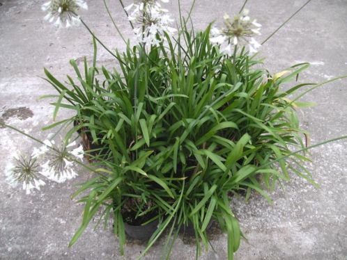 Agapanthus