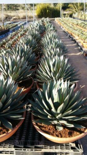 Agave 034Red edge034 nu beperkt grote exemplaren op voorraad. 