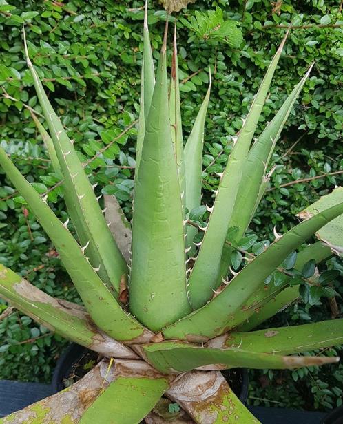 Agave