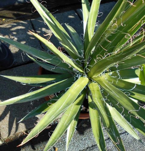 agave