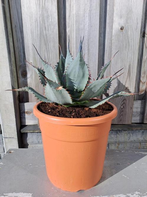 agave blauw grijze met paarse stekels tot -5c