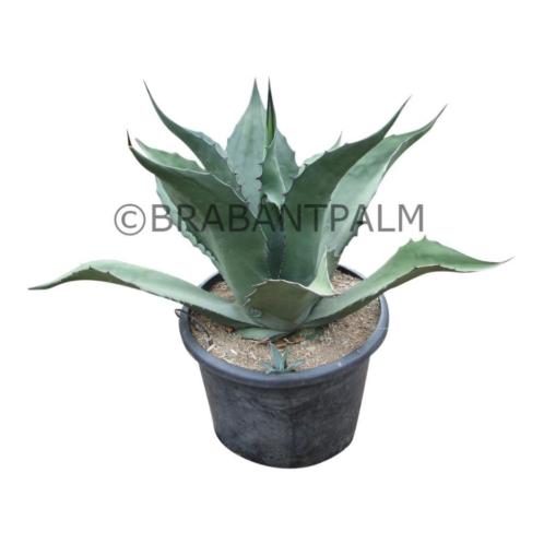 Agave ferox, diverse afmetingen op voorraad bij Brabantpalm.