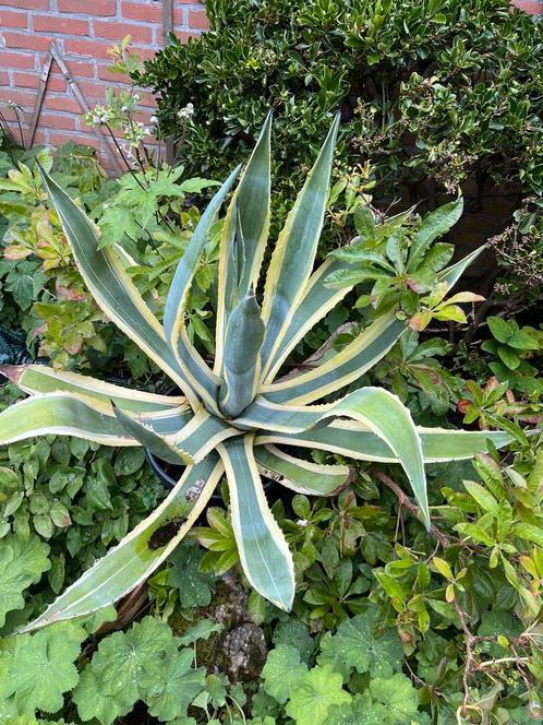 Agave geel gerand