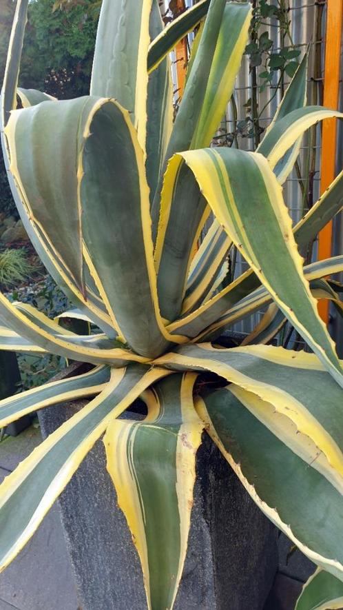 Agave (Groot)