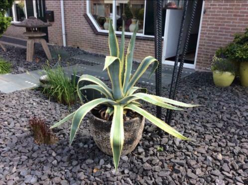 Agave in bloempot