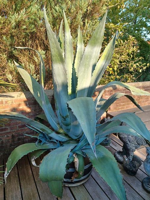 Agave in kuip