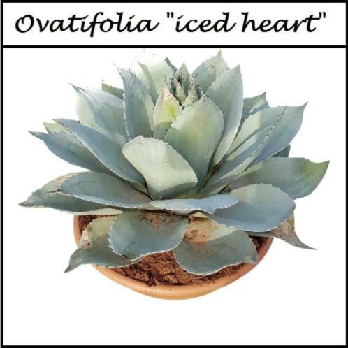 Agave ovatifolia 034Iced Heart034 