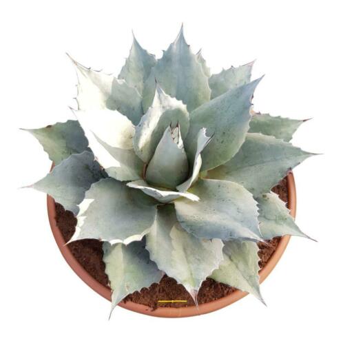 Agave ovatifolia 034Whale Tongue034 (LET OP, BEPERKTE VOORRAAD)