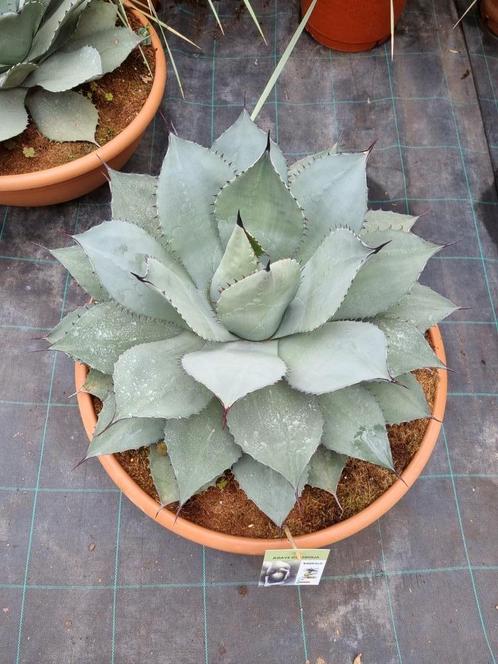 Agave ovatifolia Emerald in 50 cm schaal. VANDAAG GEOPEND