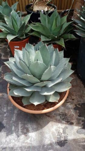 Agave ovatifolia quotEmeraldquot in 50 cm deco schaal. AANBIEDING