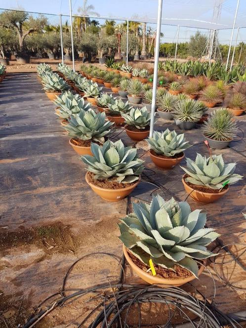 Agave ovatifolia quotICED HEARTquot  TOPKWALITEIT. VANDAAG GEOPEND