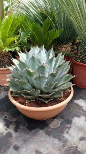 Agave parrasana 034Meat Claw034 in grote 50 cm schaal.
