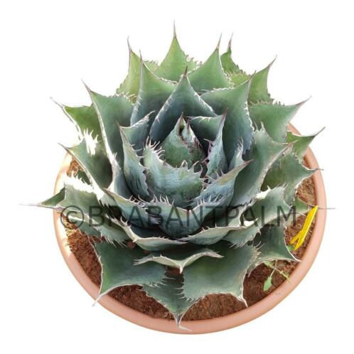 Agave Parrasana diverse afmetingen. VANDAAG GEOPEND 