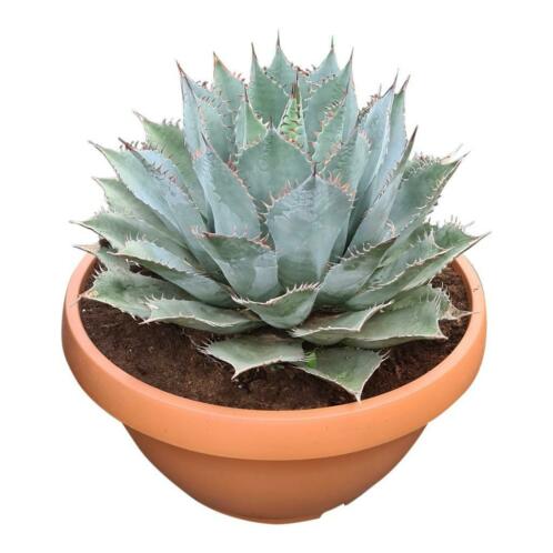 Agave parrasana en ruim 80 andere soorten. AANBIEDING 