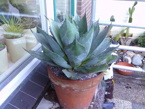 Agave Parryi