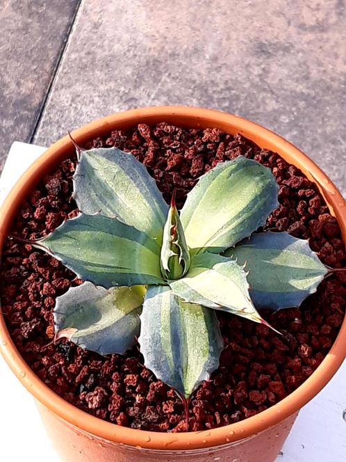 agave parryi ssp huachucensis Excelsior