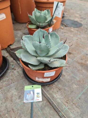 Agave parryi truncata I EXCLUSIEF I Beperkt leverbaar.