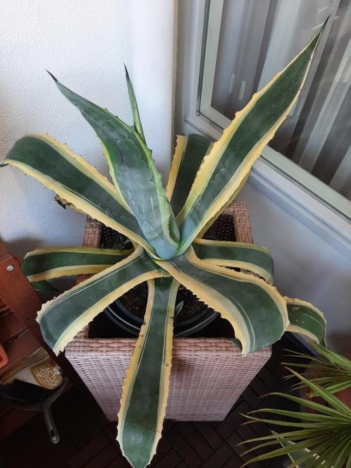 Agave plant  in beige terraszuil