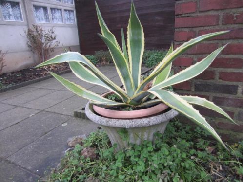 Agave plant met pot