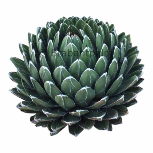 Agave Victoria reginae, de mooiste onder de agavesoorten. 