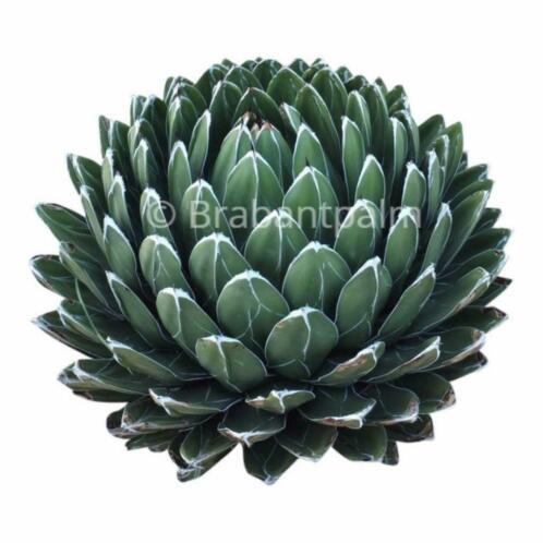 Agave victoria reginea