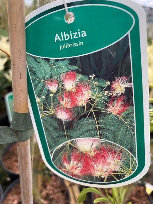 Albizzia - Perzische slaboom 100120 cm nu 11,00