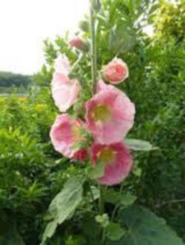 Alcea (stokroos) zalm-oranje vaste planten 