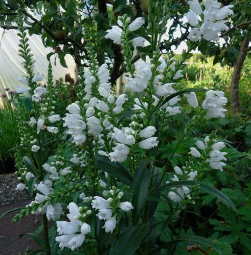 alle wit bloeiende vaste planten 1 euro per stuk