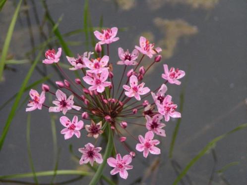 alles voor mooiste oeverplanten, waterplanten