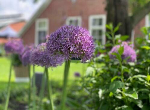 Allium Globemaster paarse bloem bloembol winterhard maat 26