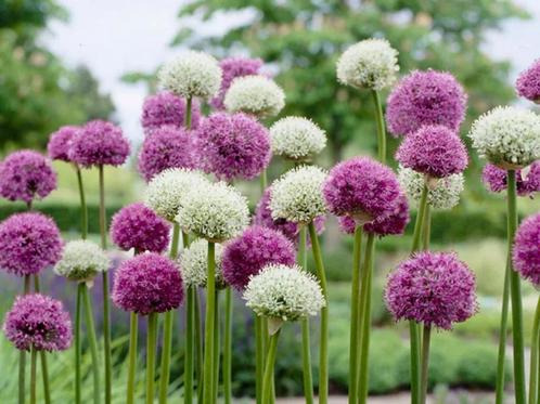 Allium GlobemasterWhite Giant mix