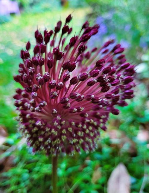 Allium Red Mohican sierlijke sieruien  10 stuks  15,--