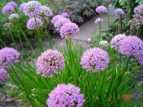 allium senescens