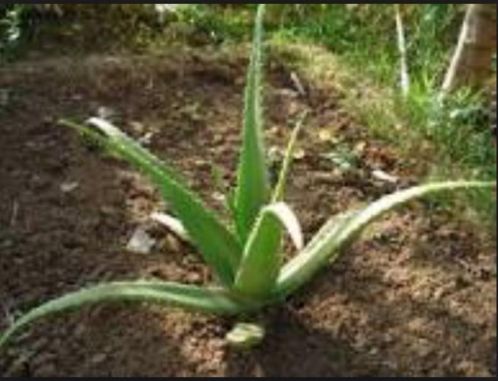 Aloe Vera echt plant 