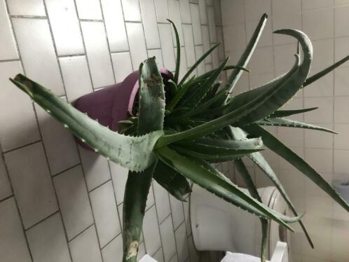 Aloe vera plant groot en zwaar met stekken