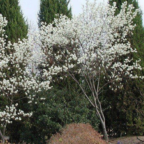 Amelanchier laevis 039Snowflakes039