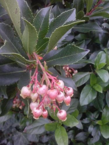 Arbutus unguicularis rubra (Aardbeiboom)