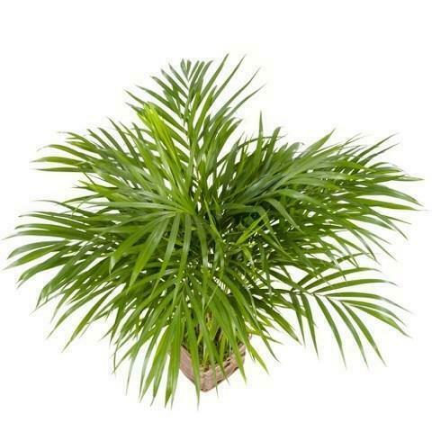 Areca Goudpalm