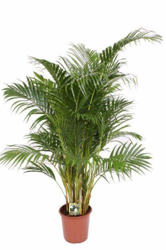 Areca potmaat 21cm Hoogte 90-100cm