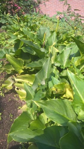 Aronkelk wit moederplanten