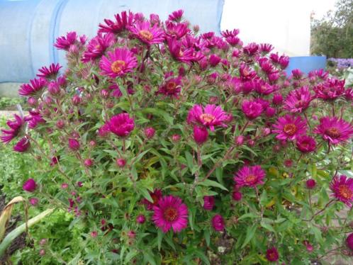 Aster novae Ruby Adoue