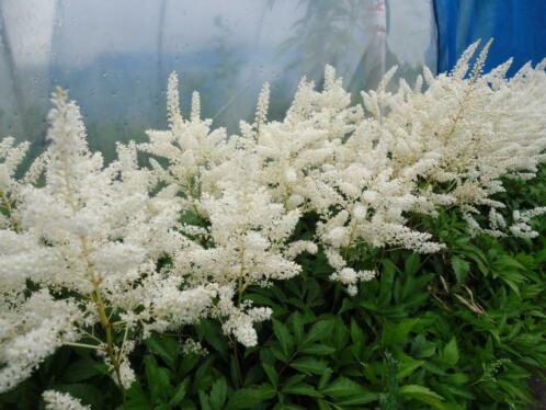 Astilbe japonica Ellie vaste planten