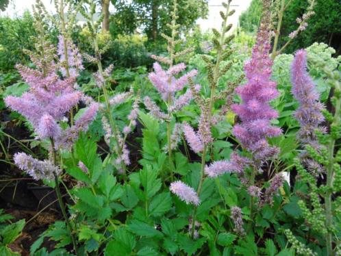 Astilbe pumilla