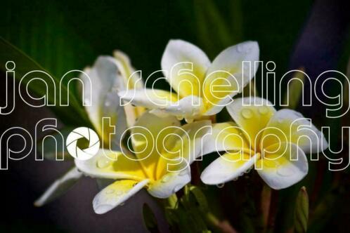 Bali Bunga kemboja - Plumeria Frangipani