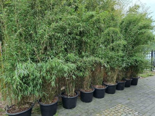 Bamboe fargesia 250 cm haag beplanting