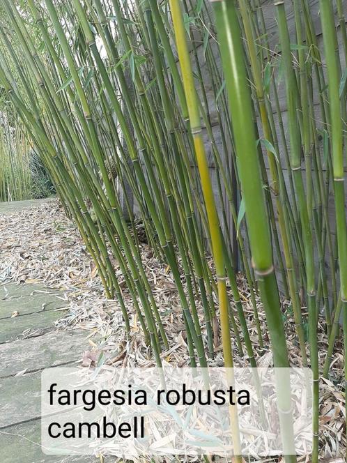 Bamboe fargesia