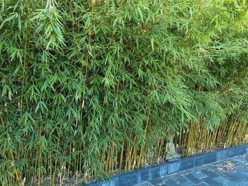 Bamboe fargesia bamboe haag niet woekerend.