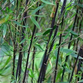 Bamboe fargesia donkere stengels