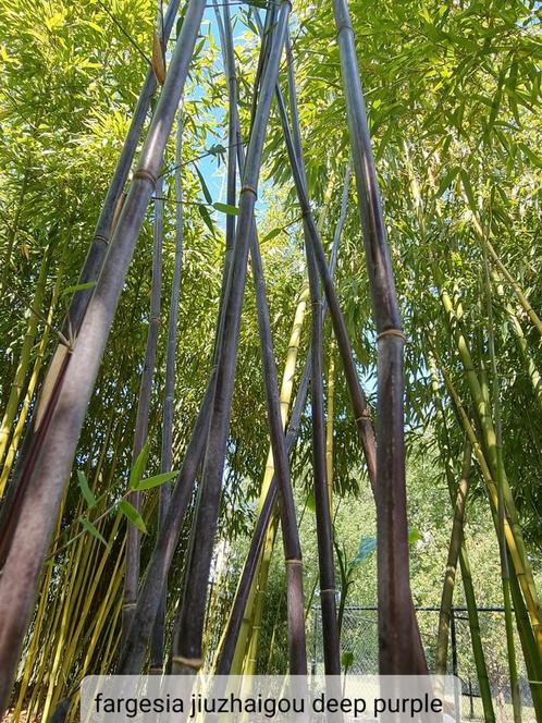 Bamboe fargesia Jiuzhaigou deep purple.