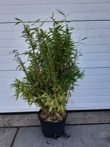 Bamboe fargesia jumbo, fargesia simba, pseudosasa japonica